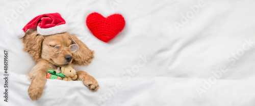 Cute English Cocker Spaniel puppy wearing red santa hat sleeps with re heart, gift box and toy bear under white blanket at home. Top down view. Empty space for text