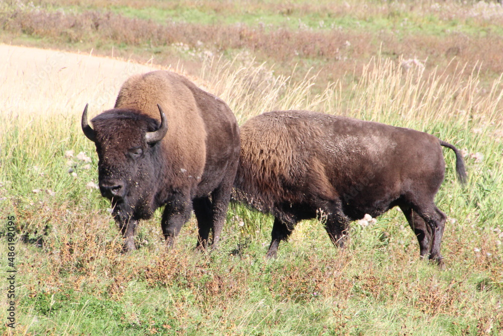 Mejestic Bison, Elk Island National Park, Alberta