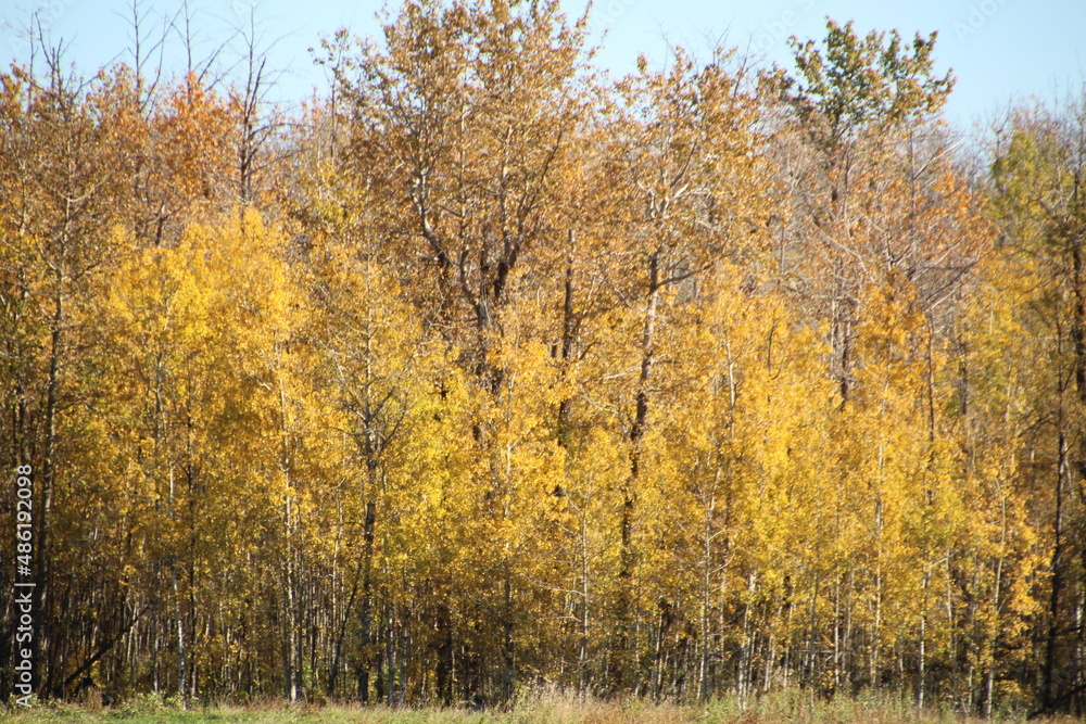 autumn trees in the field, Elk Island National Park, Alberta
