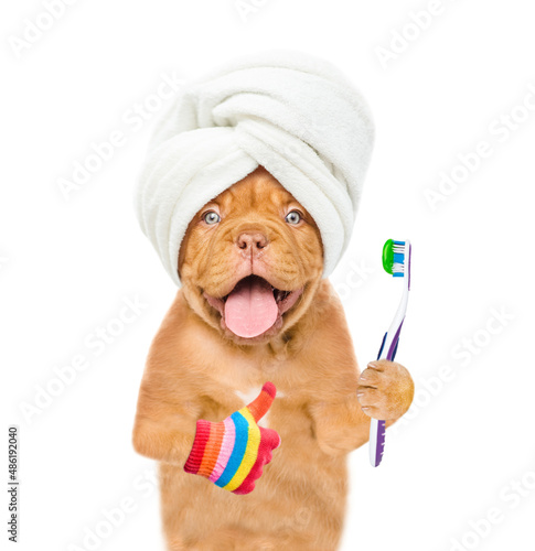 Happy puppy with towel on it head  holds toothbrush with toothpaste and shows thumbs up gesture. isolated on white background