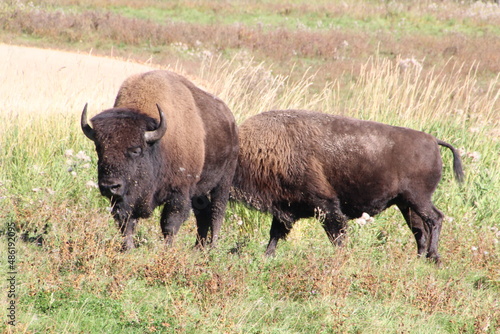 Mejestic Bison, Elk Island National Park, Alberta © Michael Mamoon