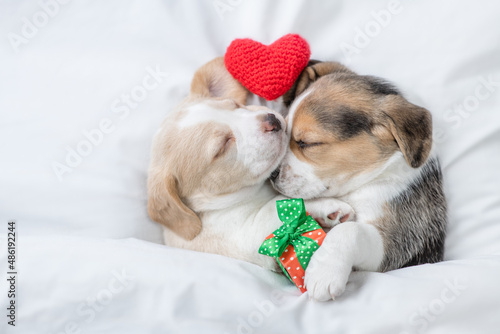 Two cute Beagle puppies sleep together with red heart and gift box under a white blanket on a bed at home. Top down view