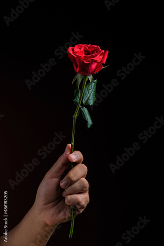 red rose in hand