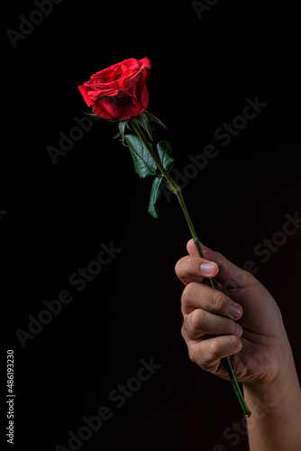 rose in hand © yulen