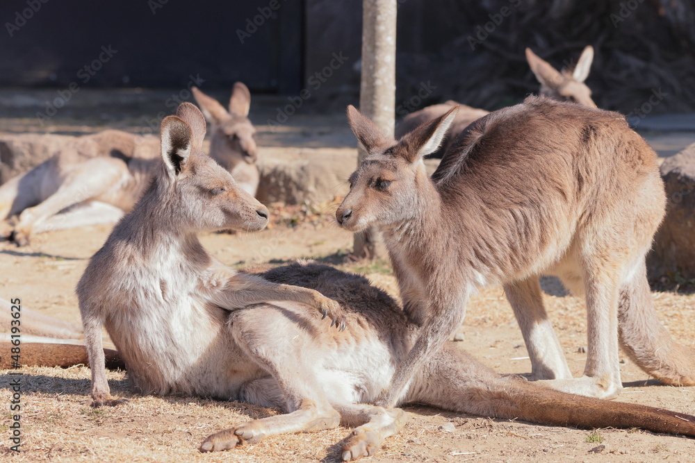 Fototapeta premium カンガルー