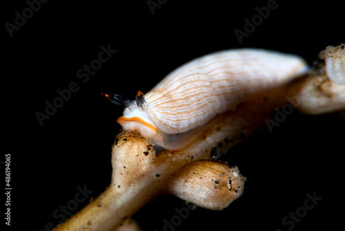 Nudibranch (sea slug) - Dermatobranchus albus feeding on a broken coral. Underwater macro world of Bali, Indonesia. photo