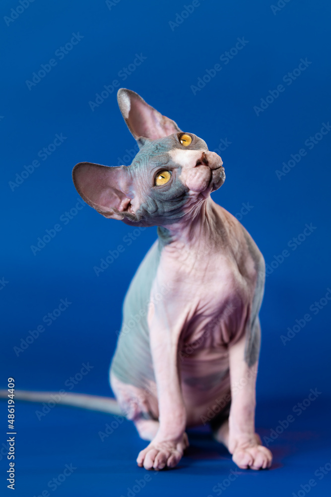 Cute Canadian Sphynx kitten sitting on blue background, looking up with yellow eyes and trustingly listens to answer to his question. Concept of Day of answers to your cat's questions. Studio shot.