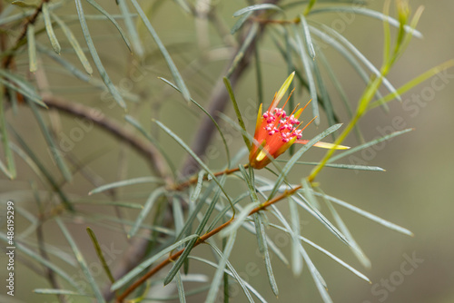 Mountain Devil (Lambertia Formosa) growing on the west rim walking track, Fitzroy Falls, NSW Australia photo