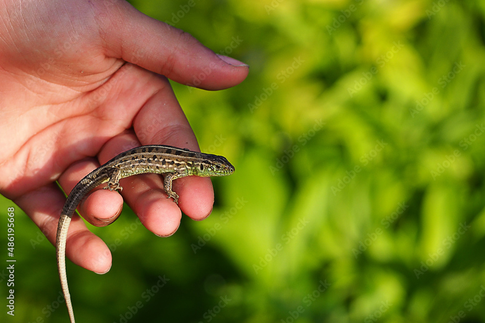 A small green lizard sits on a girl's arm and looks into the camera on a bright green background with a place to insert A small green lizard sits on a girl's arm and looks into the camera on a bright green background with a place to insert