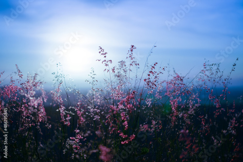 Many pink flower grass with sky background.
