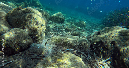 Underwater world of Mediterranean Sea. Near Marmaris  Turkey