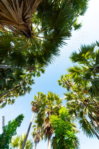 sugar palm toddy