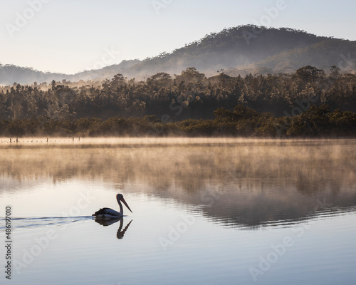 pelican in water near mountain reflection with fog and mist