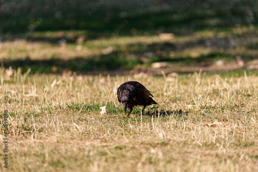 Crow on grass field in park Crow on grass field in park
