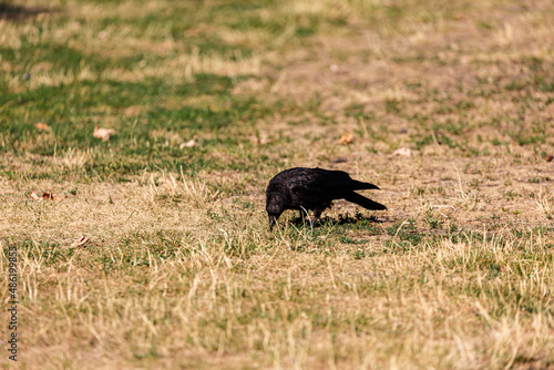 Crow on grass field in park