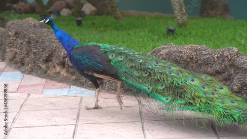 Peacock walking in public park. Peacock walking slowly photo