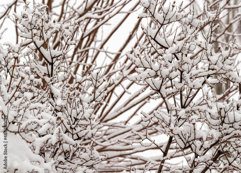 Fresh fluffy snow on tree branches on a quiet winter day. Fresh fluffy snow on tree branches on a quiet winter day.