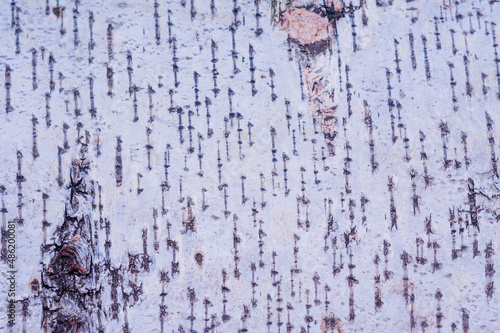 Birch bark wood texture. Abstract background image, wallpaper, place for text