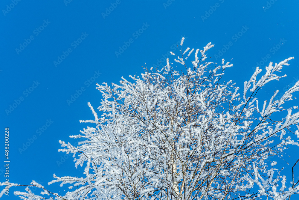 Snow covered trees and clear blue sky. Winter cold snowy season.