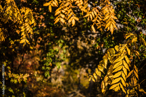 Fototapeta Naklejka Na Ścianę i Meble -  Beautiful yellow leaves at forest during autumn.