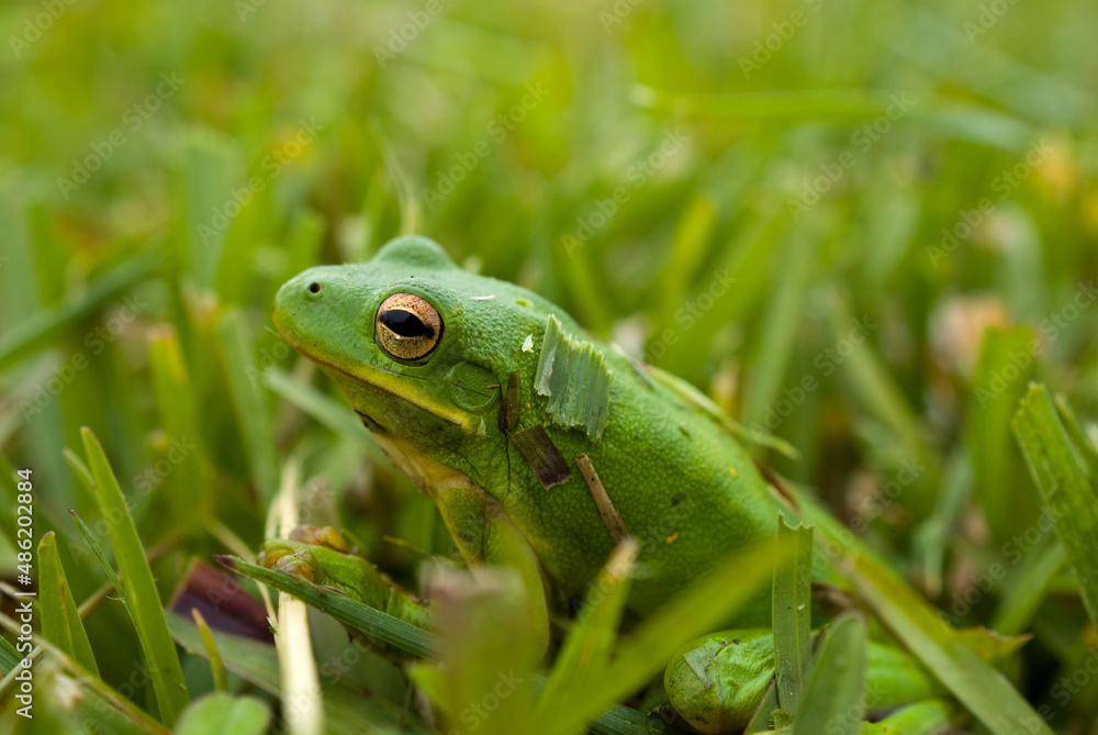 Frog Frog