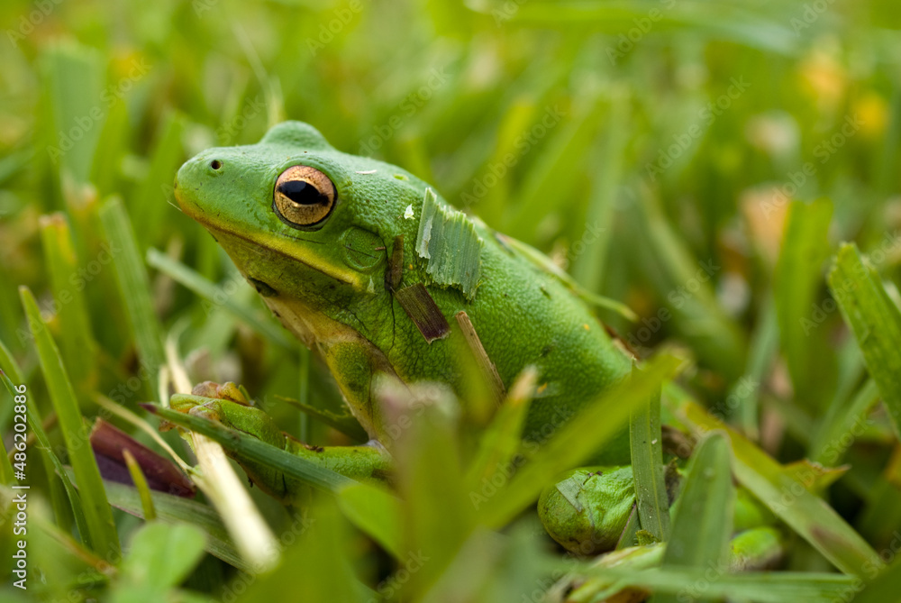 Frog Frog