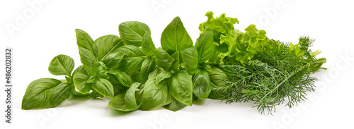 Fresh spices and herbs bouquet, basil, lettuce and dill, isolated on white background.