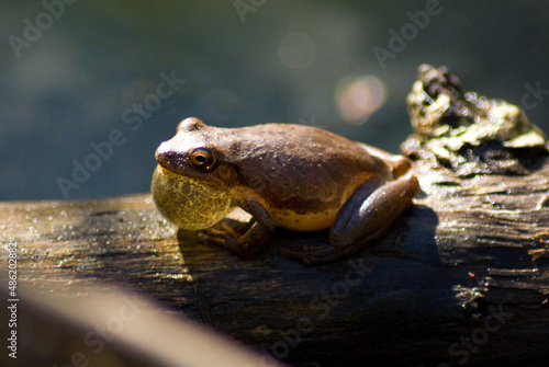 Εκτύπωση καμβά Frog
