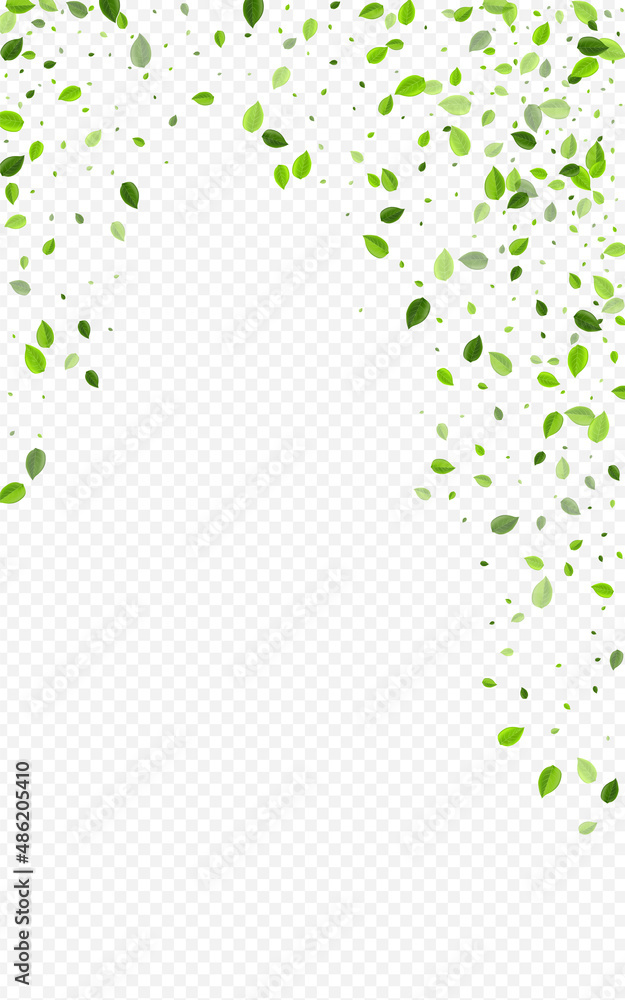 Mint Foliage Realistic Vector Transparent Mint Foliage Realistic Vector Transparent