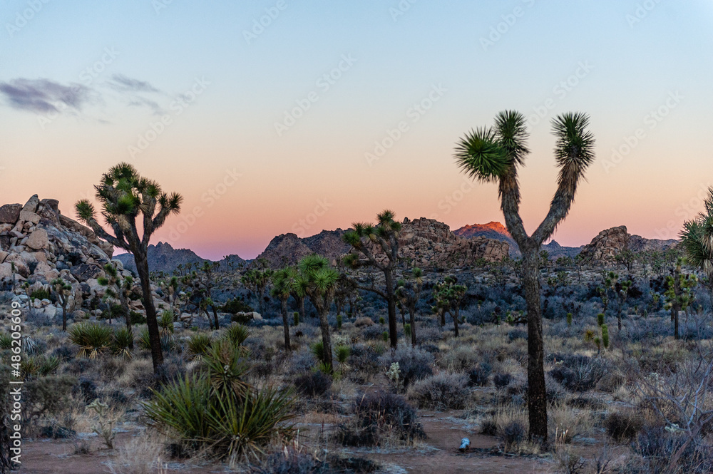 A beautiful sunset in Joshua Tree National Park