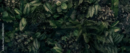 Obraz  z motywem Creative nature green background, tropical leaf banner or floral jungle pattern concept.