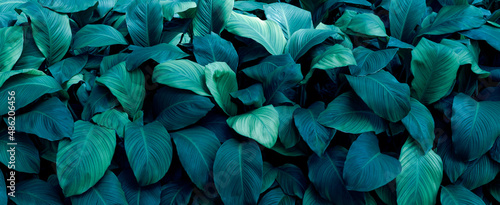 Spathiphyllum cannifolium nature green background, tropical leaf banner or floral jungle pattern concept. © kelvn