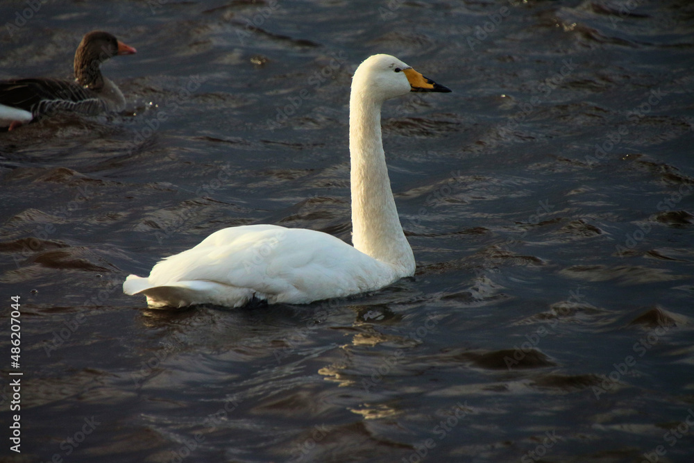 A view of a Whooper Swan at Martin Mere Nature Reserve A view of a Whooper Swan at Martin Mere Nature Reserve