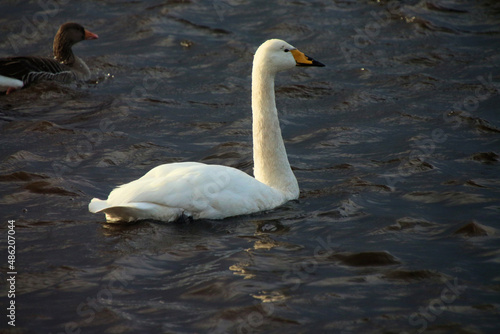A view of a Whooper Swan at Martin Mere Nature Reserve