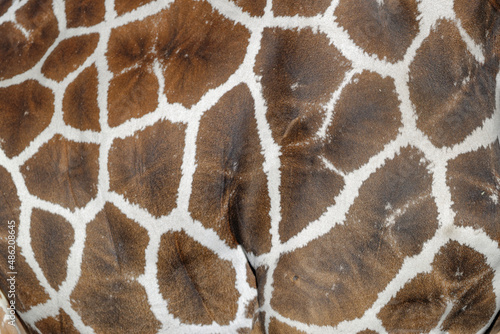 Canvas Print Gros plan sur une girafe
