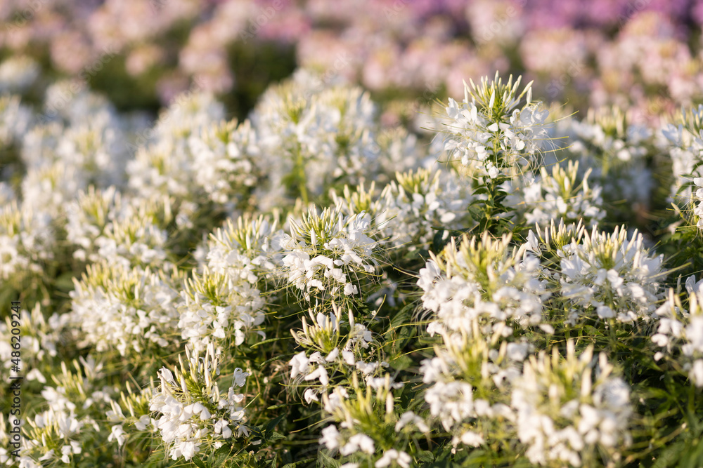 cleome sparkler white flowers in the field because of flowers beautiful full bloom grew on a farm in Thailand. cleome sparkler white flowers in the field because of flowers beautiful full bloom grew on a farm in Thailand.