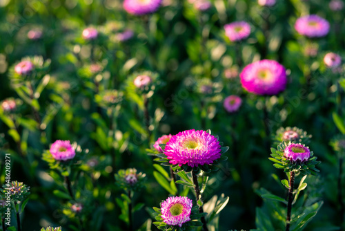 selective focus pink purple flowers green leaves in a flower garden in Thailand in winter The name of the flower is Aster bonita top pink.