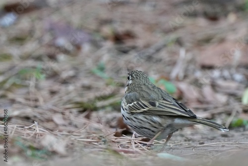 olive backed pipit on the ground © Matthewadobe