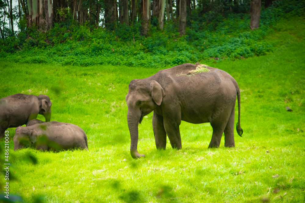 Group of Elephant Family Roaming and eating the grass on forest. stock images Wildlife 