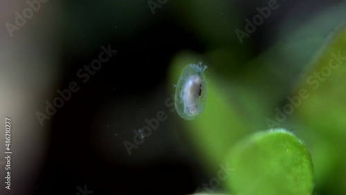 A small aquatic snail, with Stentor protists attached to it, forages among aquatic plants. photo