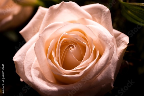 A close up portrait of a pink rose in a dark background. The petals of the rosa flower are open except for the middle part. The shot is ideal for a gift card of background.