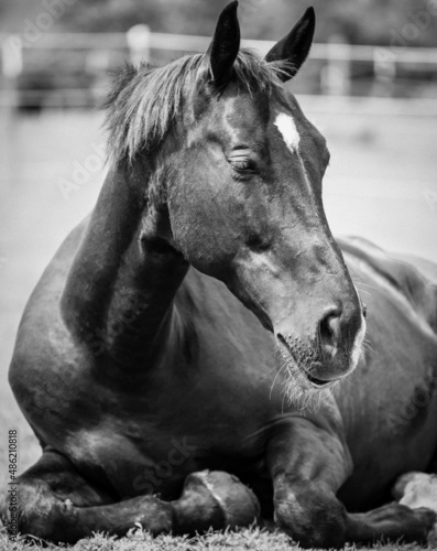 Ein American Quarter Horse  Mustang  Paint Horse Mix  Pferdeportrait in schwarz wei  