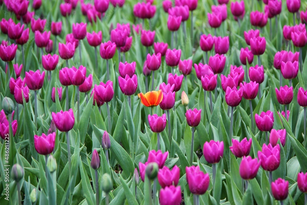 Flowers of Elagin Island in St. Petersburg