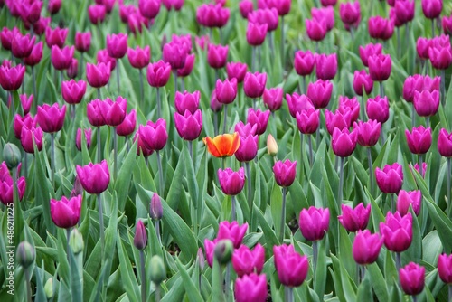 Flowers of Elagin Island in St. Petersburg