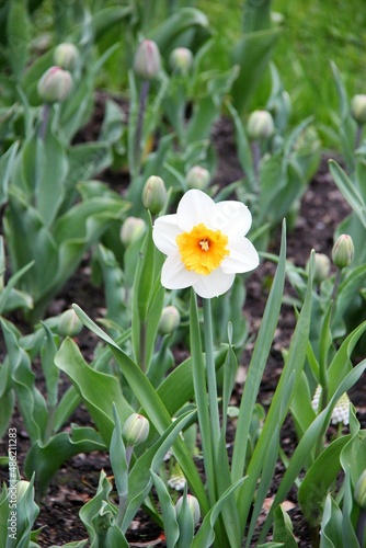 Flowers of Elagin Island in St. Petersburg