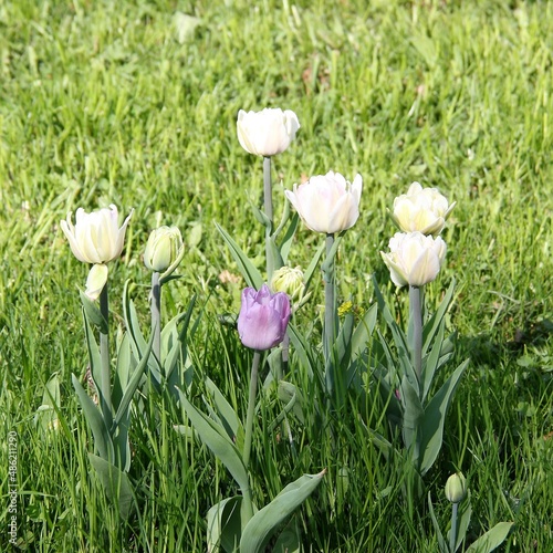 Flowers of Elagin Island in St. Petersburg