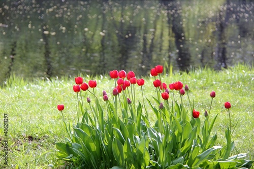 Flowers of Elagin Island in St. Petersburg