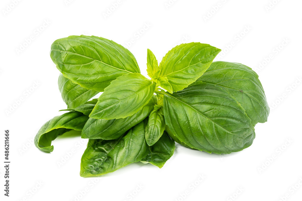 Fresh basil (ocimum basilicum) on white background. Fresh basil (ocimum basilicum) on white background.