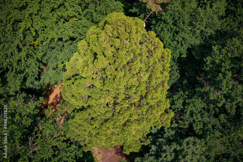 Obraz premium aerial view on a giant sequoia in the forest of Fontainebleau