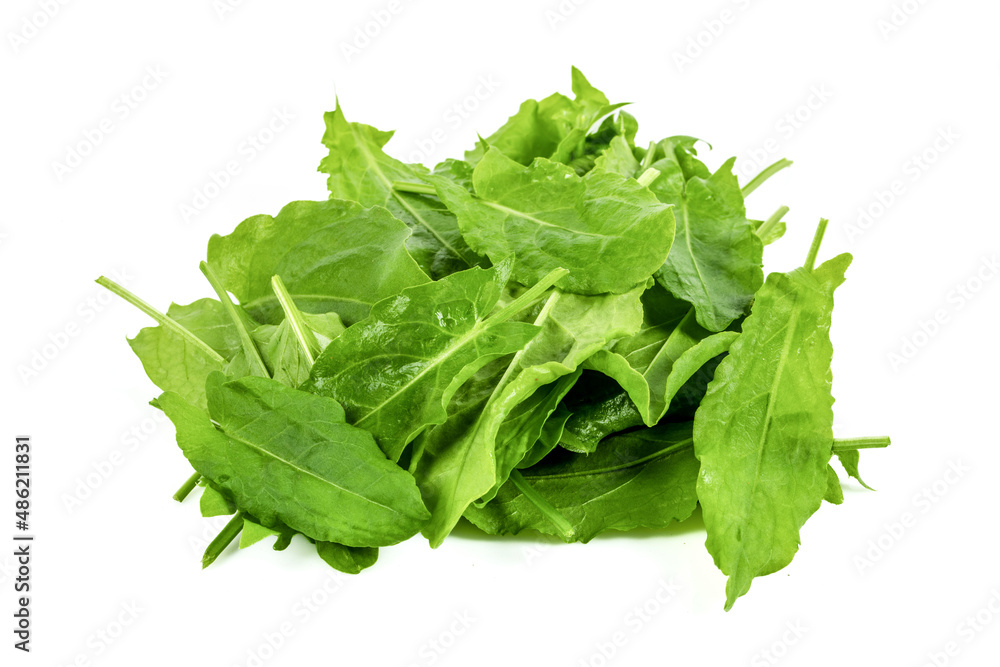 New harvest green sorrel on an isolated white background New harvest green sorrel on an isolated white background